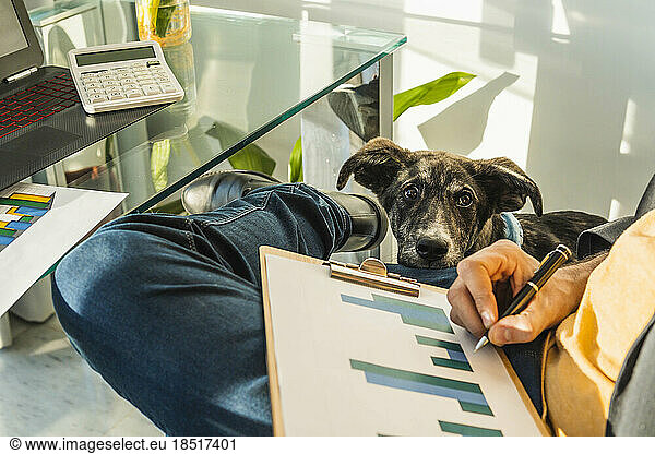 Businessman preparing graphs sitting with dog near desk at home office