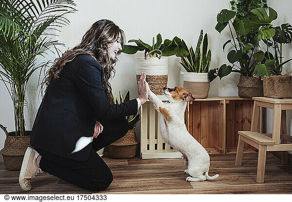Businesswoman giving high-five to dog at office