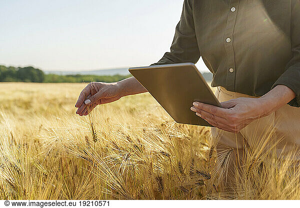 Businesswoman holding tablet PC examining ear of barley at field