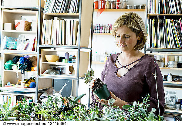 Businesswoman potting succulent plants in office