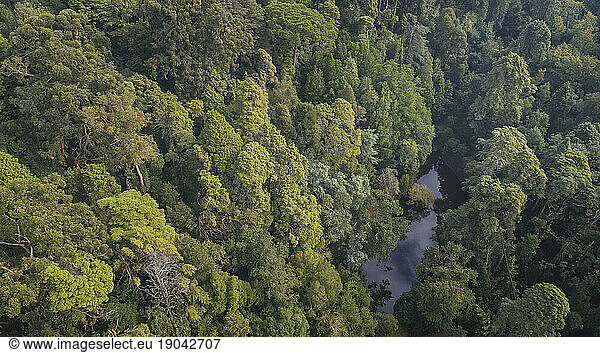 Bussaco Forest From Aerial View