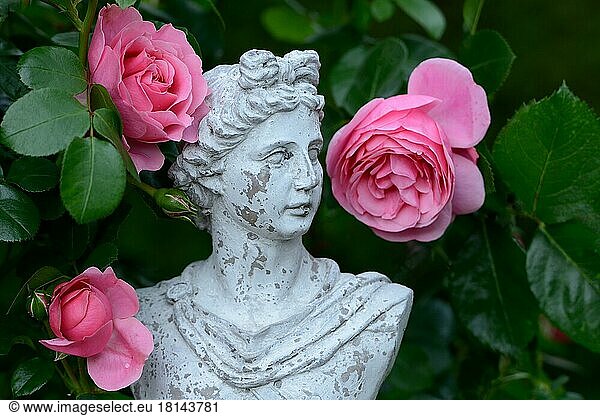 Bust with roses  variety Leonardo da Vinci