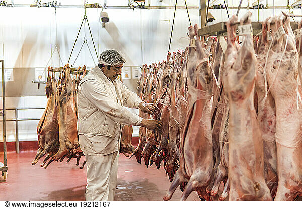 Butcher checking quality of meat at slaughterhouse