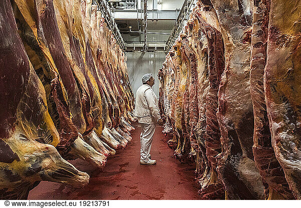 Butcher looking at meat carcasses in slaughterhouse