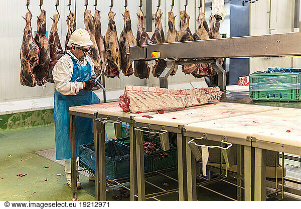 Butcher working by meat hanging in cold storage slaughterhouse