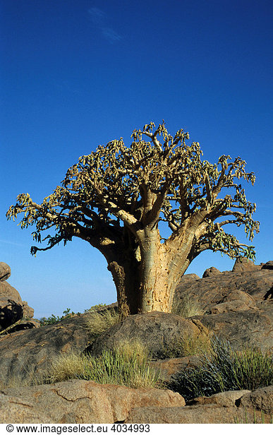 Butterbaum (Cyphostemma currorii),  Brandberg,  Namibia,  Afrika