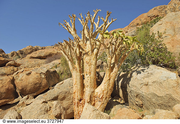 Butterbaum (Cyphostemma currorii) und andere Vegetation im Buschmanns Paradies an der Spitzkoppe  Namibia  Afrika