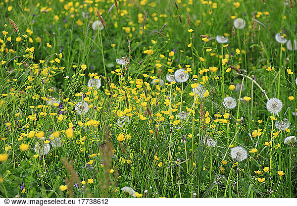 Buttercups and dandelions blooming in springtime meadow