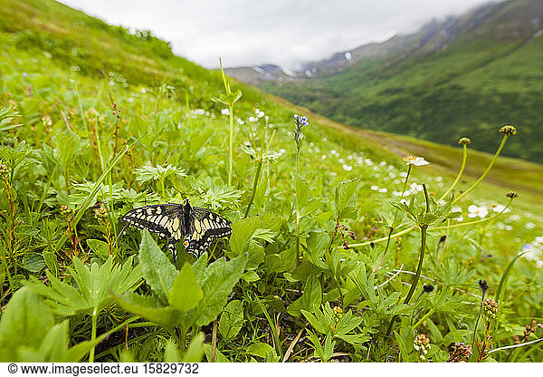 Butterfly in meadow on Cooper Mountain  Kenai Peninsula  Alaska
