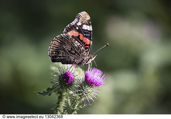 Butterfly on thistle at park