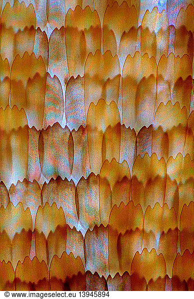 Butterfly wing scales  LM