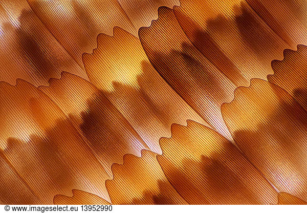 Butterfly wing scales  LM