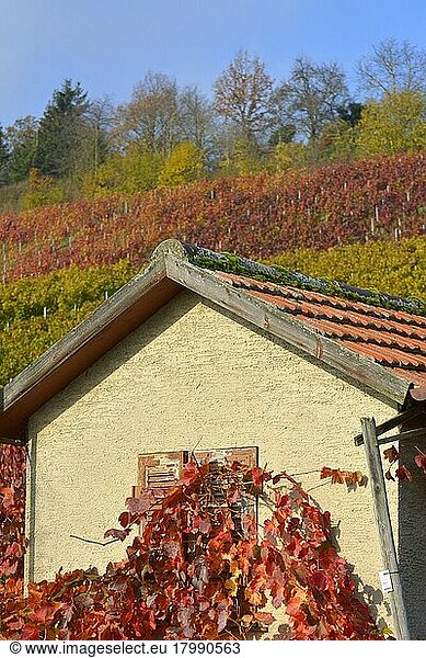 BW. Württemberg  Güglingen vineyard hut in autumn