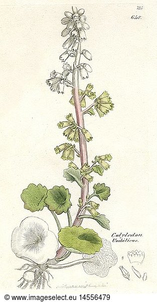 c A4 SG historisch  Botanik  Nabelkraut (Umbilicus rupestris)  colorierter Stahlstich  1796  von James Sowerby  aus 'English Botany'  1790 - 1814  London