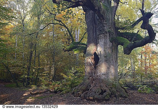 Ca. 800 Jahre alte Eiche (Quercus) im Herbst,  Naturschutzgebiet des Urwaldes Sababurg,  Hessen,  Deutschland,  Europa