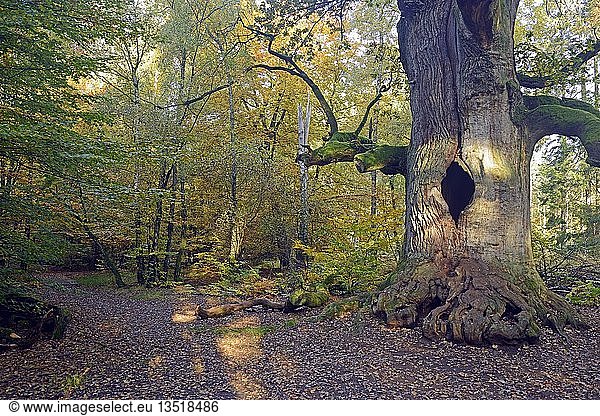 Ca. 800 Jahre alte Eiche (Quercus) im Herbst Naturschutzgebiet des Urwaldes Sababurg Hessen Deutschland Europa