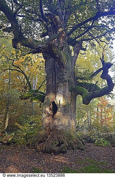 Ca. 800 Jahre alte Eiche (Quercus) im Herbst Naturschutzgebiet des Urwaldes Sababurg Hessen Deutschland Europa