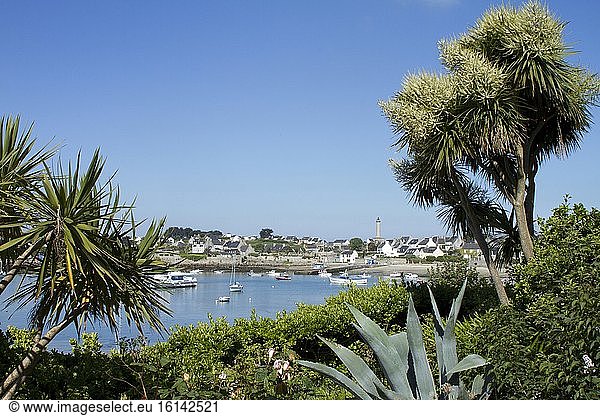 Cabbage Tree (Cordyline australis) Japanese Spindle (Euonymus japonicus) and Century Plant (Agave americana). Ile de Batz. Finistere. Britain. la France