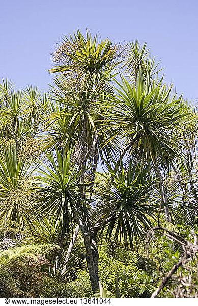 Cabbage trees (Cordyline australis); Tiritiri Matangi island, near Auckland, New Zealand.