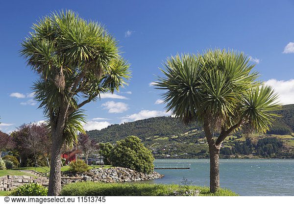Cabbage trees (Cordyline australis) growing beside Otago Harbour  Macandrew Bay  near Dunedin  Otago  South Island  New Zealand  Pacific