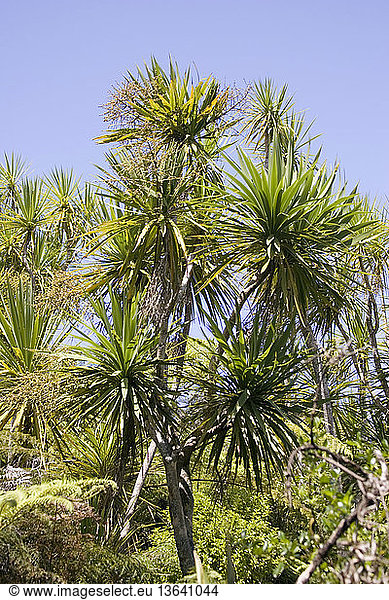 Cabbage trees (Cordyline australis); Tiritiri Matangi island  near Auckland  New Zealand.
