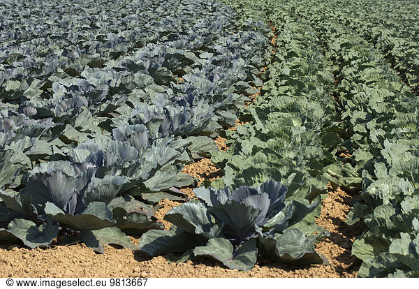 Cabbages growing in field  Roscoff  France