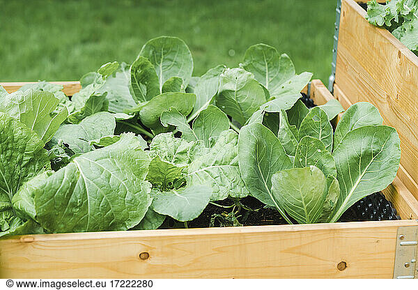 Cabbages planted in wooden crate at garden