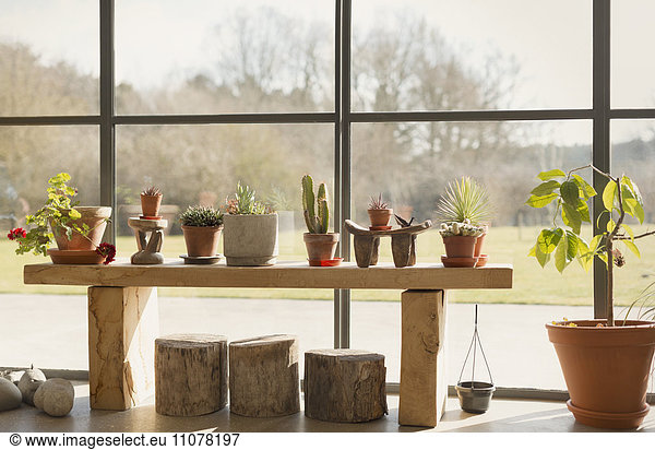 Cacti and potted plants growing in sunroom window