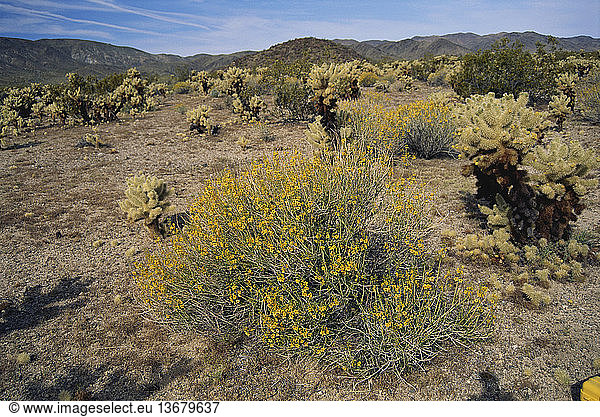 Cacti and wildflowers blooming in Anza-Borrego Desert State Park  California  in spring.