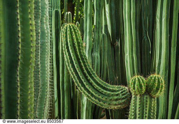 Cacti  close up