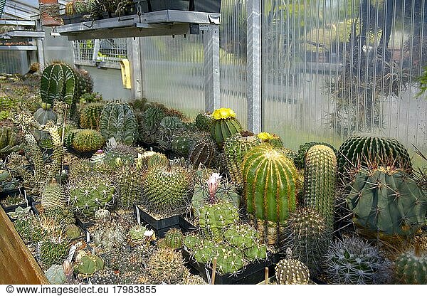 Cacti collection  various cacti in the greenhouse