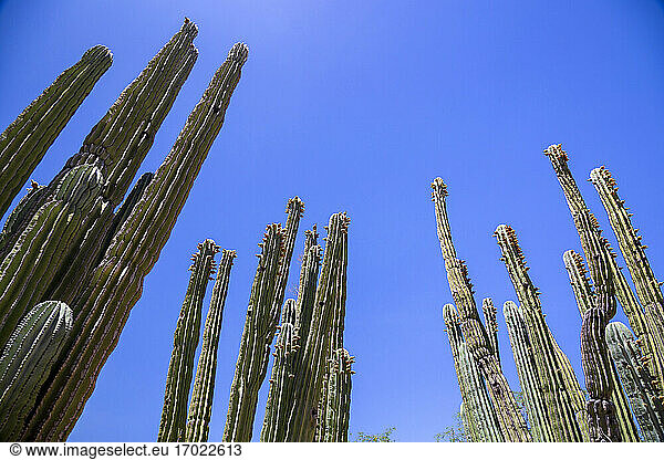 Cacti growing against clear blue sky