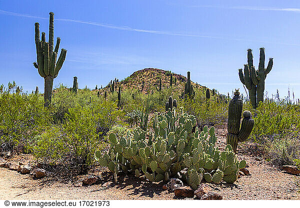 Cacti growing in desert