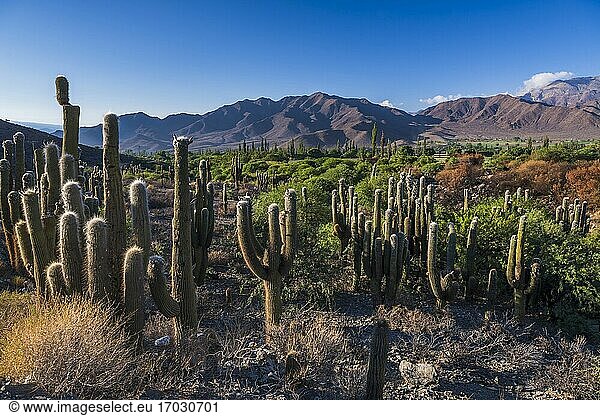 Cacti in the Cachi Valley  Calchaqui Valleys  Salta Province  North Argentina