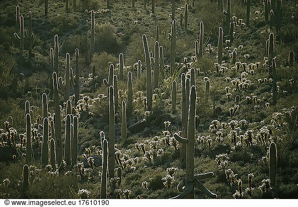 Cacti near Tucson  Arizona.; TUCSON  ARIZONA.