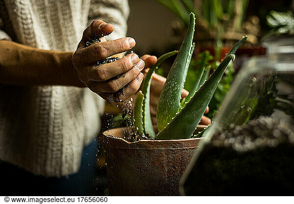 Cactus and Succulent Spring planting season