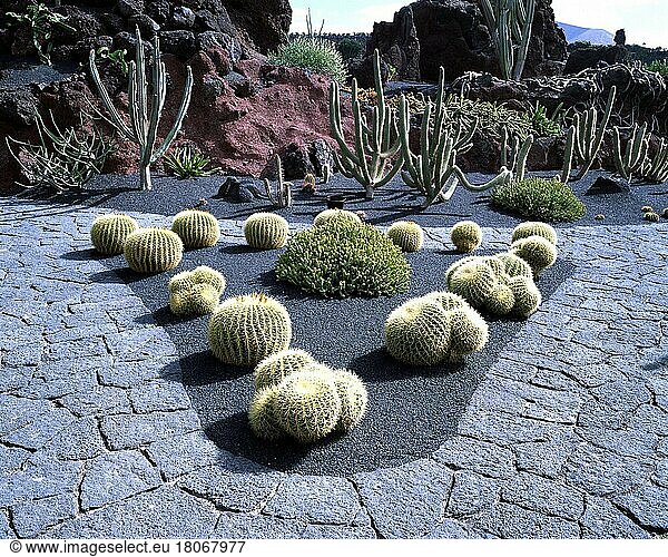 Cactus (Cactaceae) Garden  Lanzarote  Canary Islands  Spain  cactus garden Canary Islands  cacti  cactus  landscape  horizontal  path  path  Spain  Europe