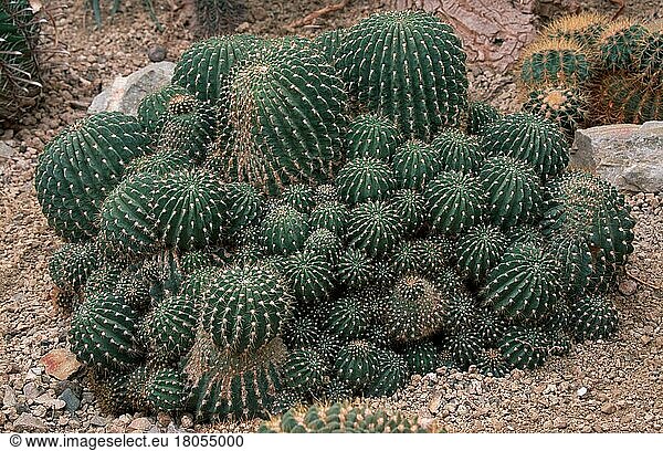 Cactus (Cactaceae) (Soehrensia bruchii)  Kaktus  [Suedamerika  south america  Argentinien  Argentina  Pflanzen  plants  Kakteengewaechse  cacti  gruen  green  Querformat  horizontal]  South America