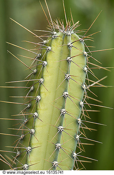Cactus (Cereus forbesii)