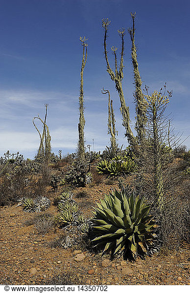 cactus cirios and agaves in the cirio valley national park  baja california  mexico