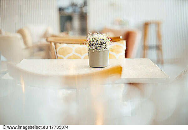 Cactus in pot on table at cafe