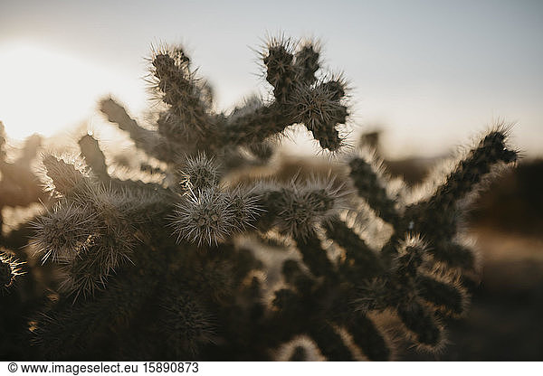 Cactus in the desert at sunset  Joshua Tree  USA