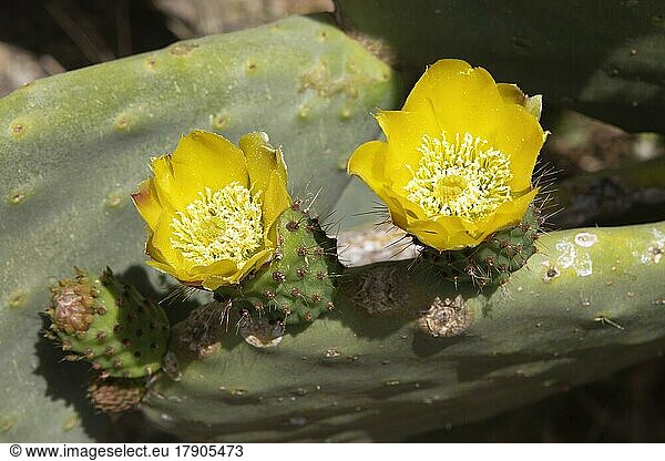 Cactus pear (Opuntia ficus-indica)  Menorca  Balearic Islands  Spain  Europe