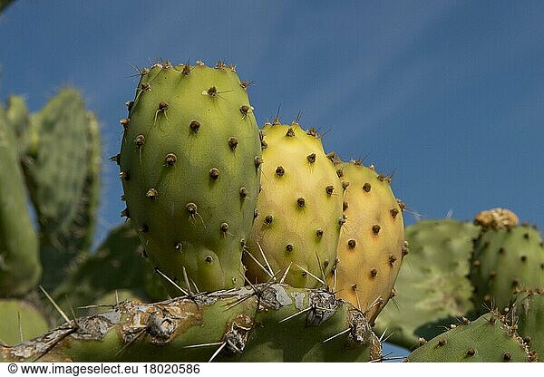 Cactus pear (Opuntia ficus-indica) or prickly pear  with fruits in different stages of ripeness  Sardinia