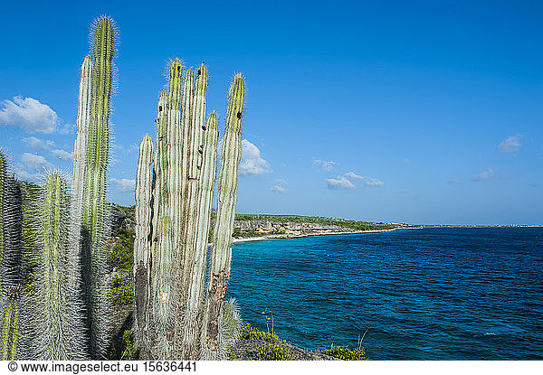 Cactus plants at beach against blue sky in Washington Slagbaai National Park  Bonaire  Netherlands
