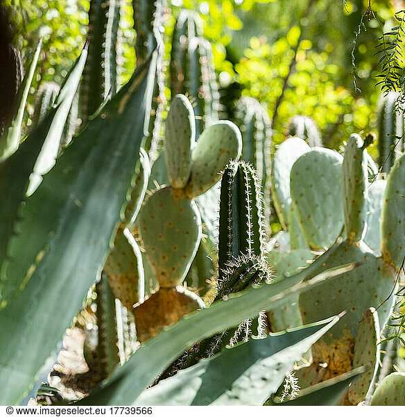 Cactus plants in garden