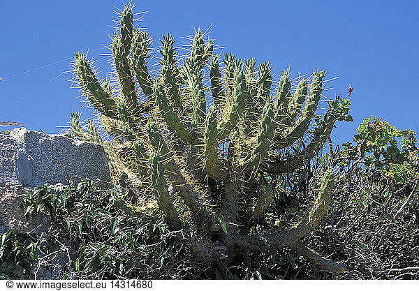 Cactus  Santa Maria  La Maddalena  Sardinia  Italy
