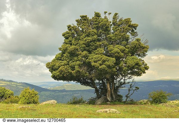 Cade (Juniperus oxycedrus). Sierra de Guadarrama  Madrid province  Spain.