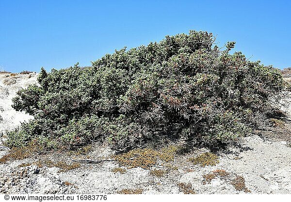 Cade-Wacholder oder stacheliger Wacholder (Juniperus oxycedrus) ist ein immergrüner Nadelstrauch  der im Mittelmeerraum heimisch ist. Dieses Foto wurde auf der Insel Milos  Griechenland  aufgenommen.