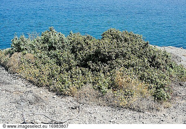 Cade-Wacholder oder stacheliger Wacholder (Juniperus oxycedrus) ist ein immergrüner Nadelstrauch  der im Mittelmeerraum heimisch ist. Dieses Foto wurde auf der Insel Milos  Griechenland  aufgenommen.